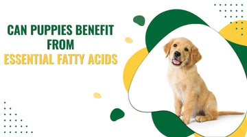 Can Puppies Benefit from Essential Fatty Acids?