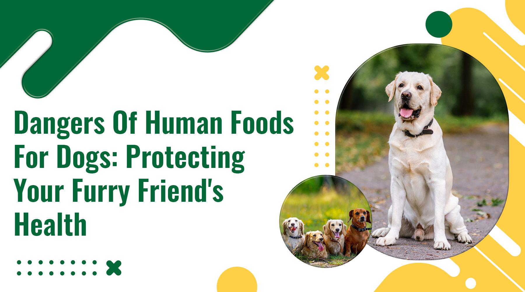 Dangers of Human Foods for Dogs: Protecting Your Furry Friend's Health