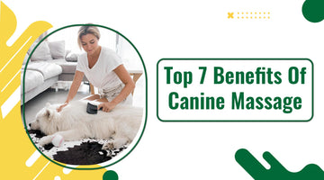 Top 7 Benefits of Canine Massage