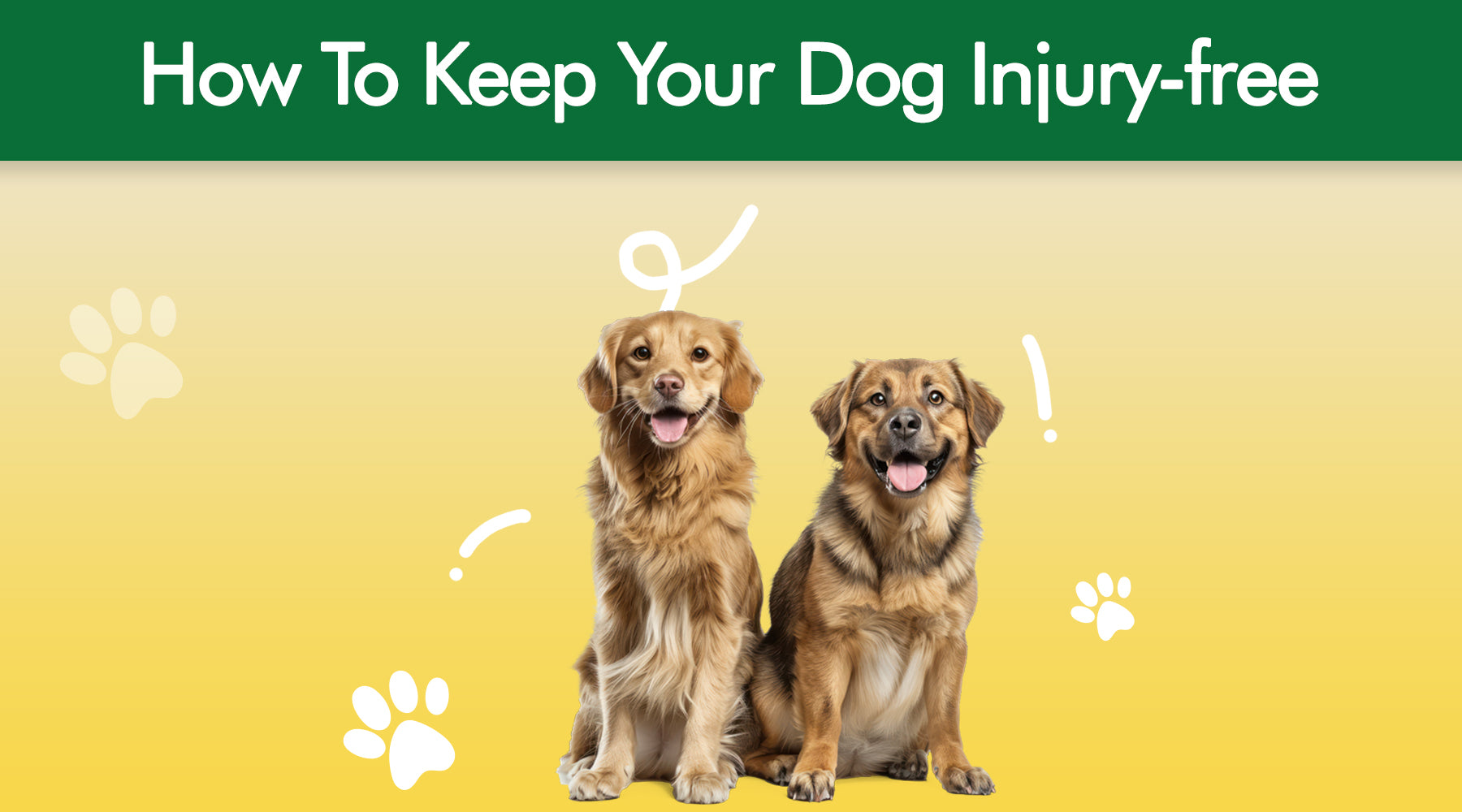 How to Keep Your Dog Injury Free