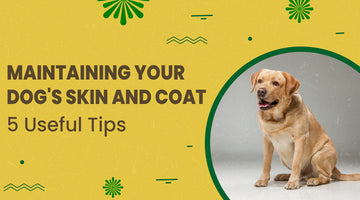 Maintaining Your Dog Skin