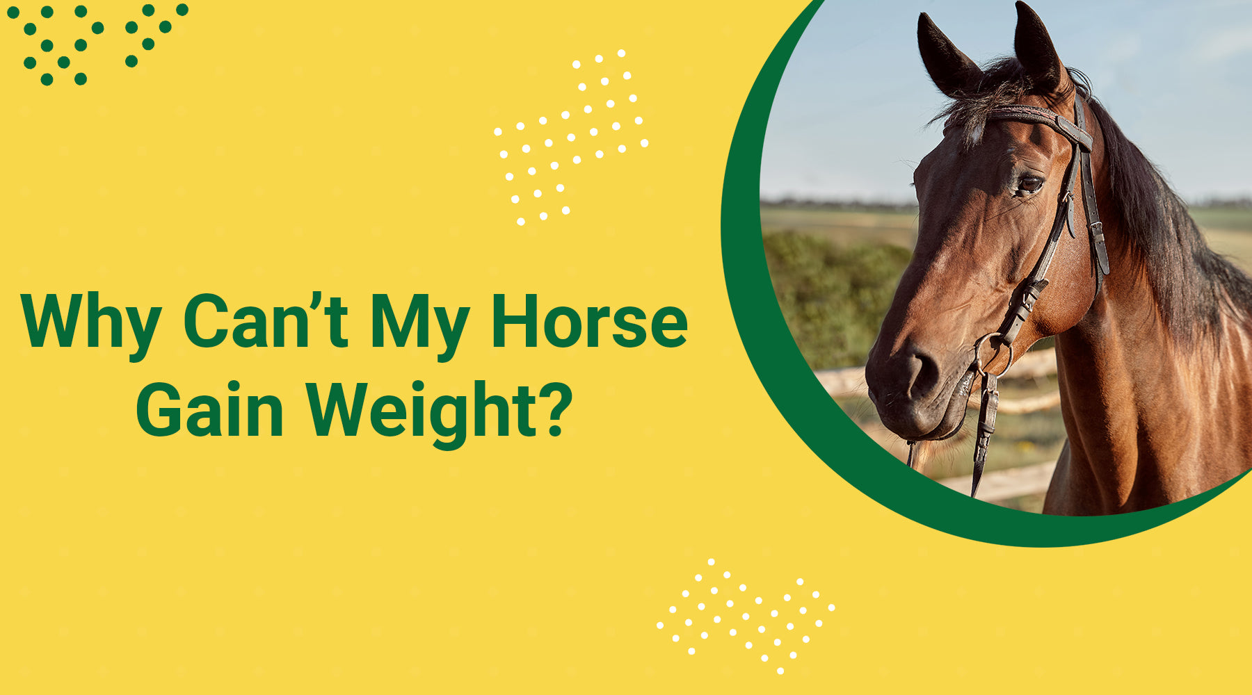 Why Can’t My Horse Gain Weight?