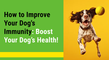 How to Improve Your Dog's Immunity: Boost Your Dog’s Health!