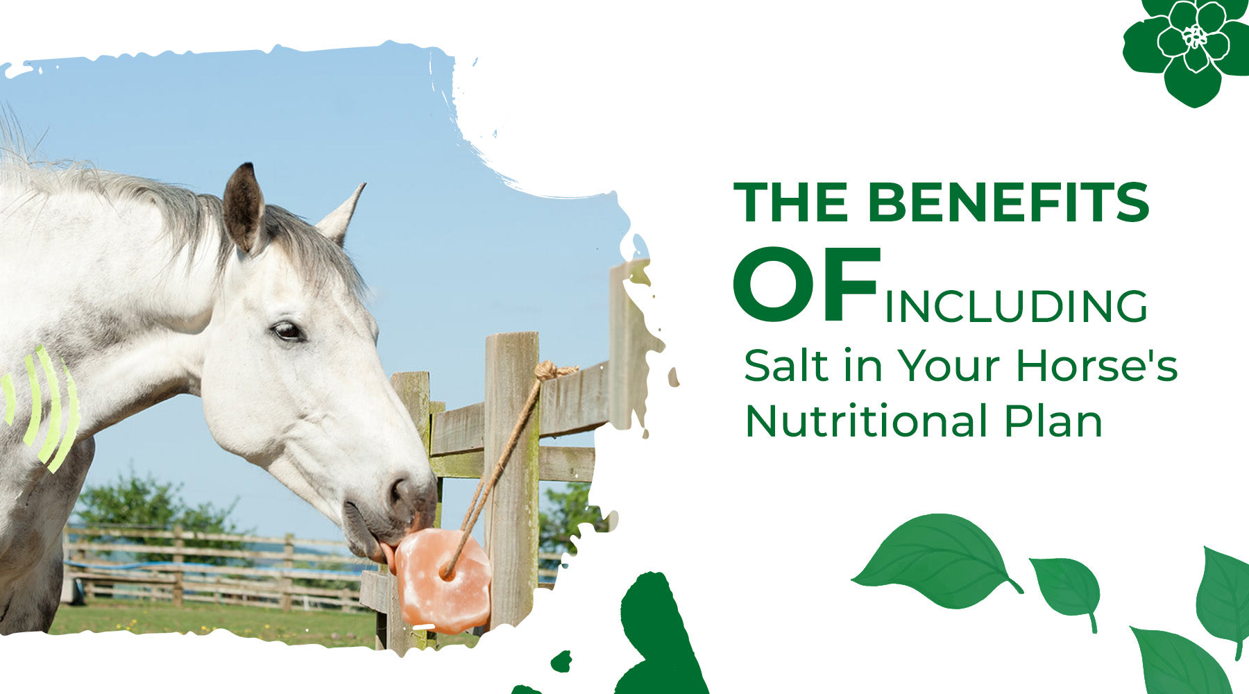 The Benefits of Including Salt in Your Horse's Nutritional Plan