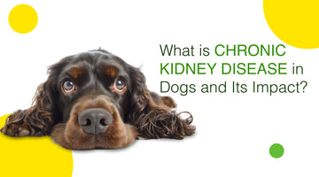 What is chronic kidney disease in Dogs and Its Impact?